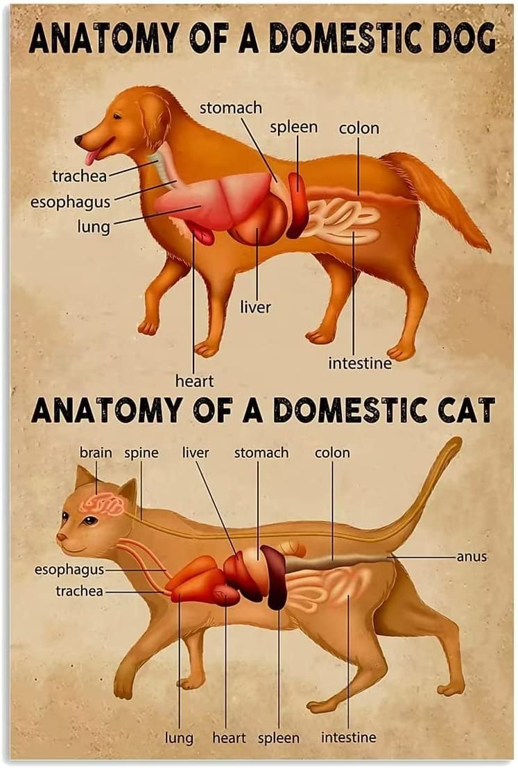 Fwjzdsp Anatomy Of The Domestic Dog Natomy Of The Domestic Dog Canvas Painting Prints Anatomy Of A Domestic Cat Frameless Posters Wall Art Decor For Garden Hospital Home 12X16inch