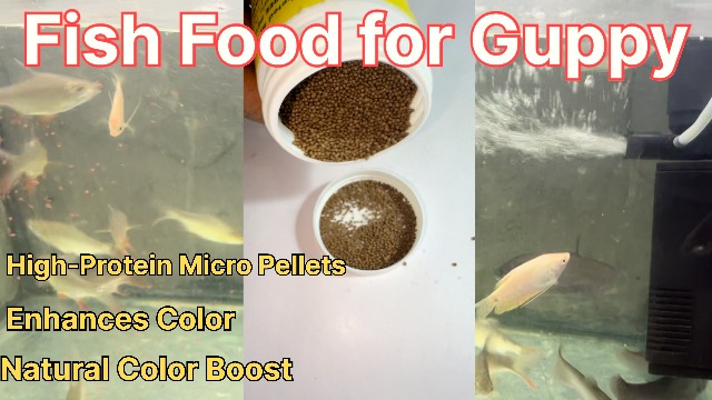 Guppy Fish Food Guide: Ultimate Tips for Healthy, Vibrant Fish
