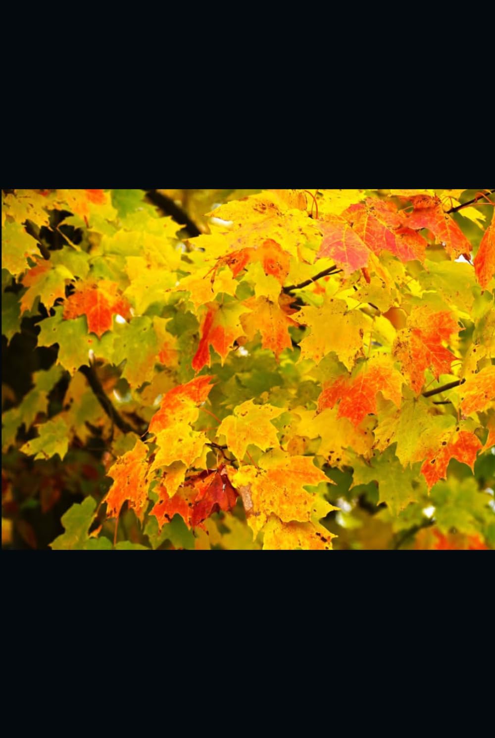 My Life ...: Through the Seasons