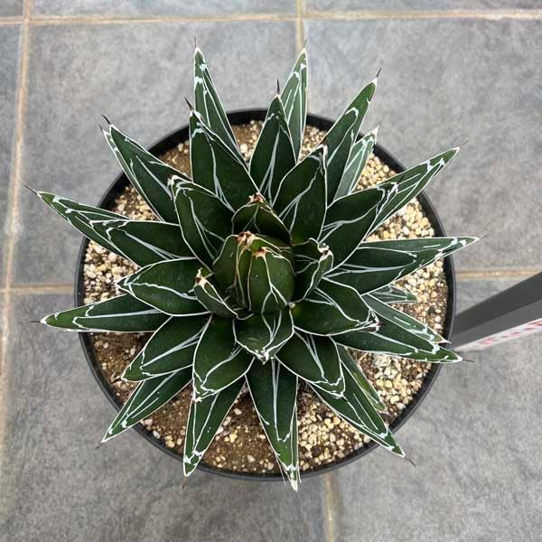 耐寒性強！柱サボテン ブランチ◇ドライガーデン多肉アガベ ユッカ島