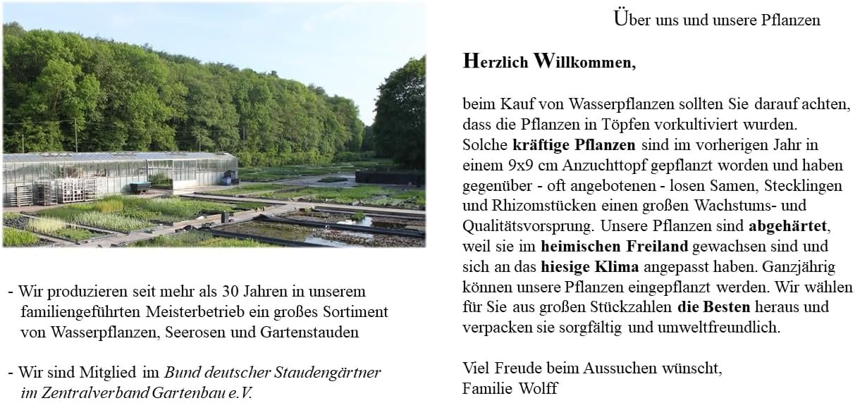 Nymphaea 'Perry's Baby Red' fix und fertig im PFLANZKORB - Seerose, rot - ideal für Miniteiche - Seerose des Jahres 2009!