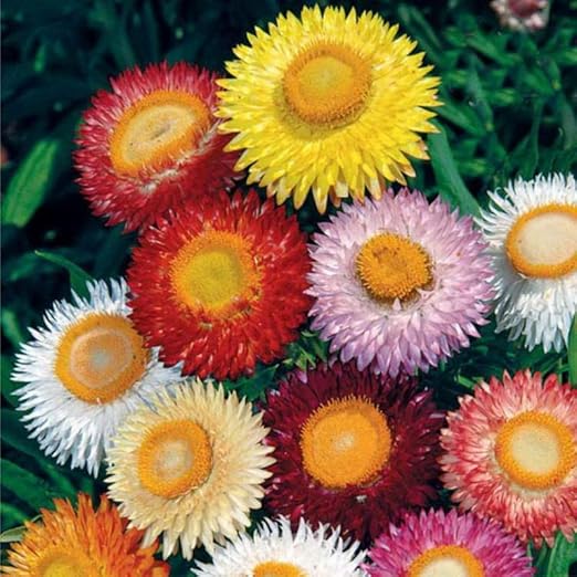 RAISE ME UP Seeds Strawflower Dwarf Mix Immortelle Helihrizum Annual Flowers