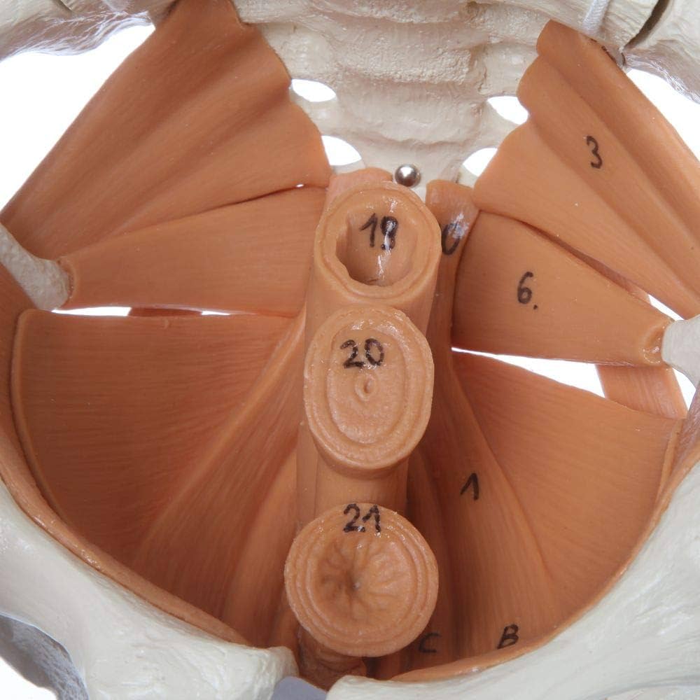 ドイツ rudiger anatomie リュディガー アナトミー社製 骨格模型