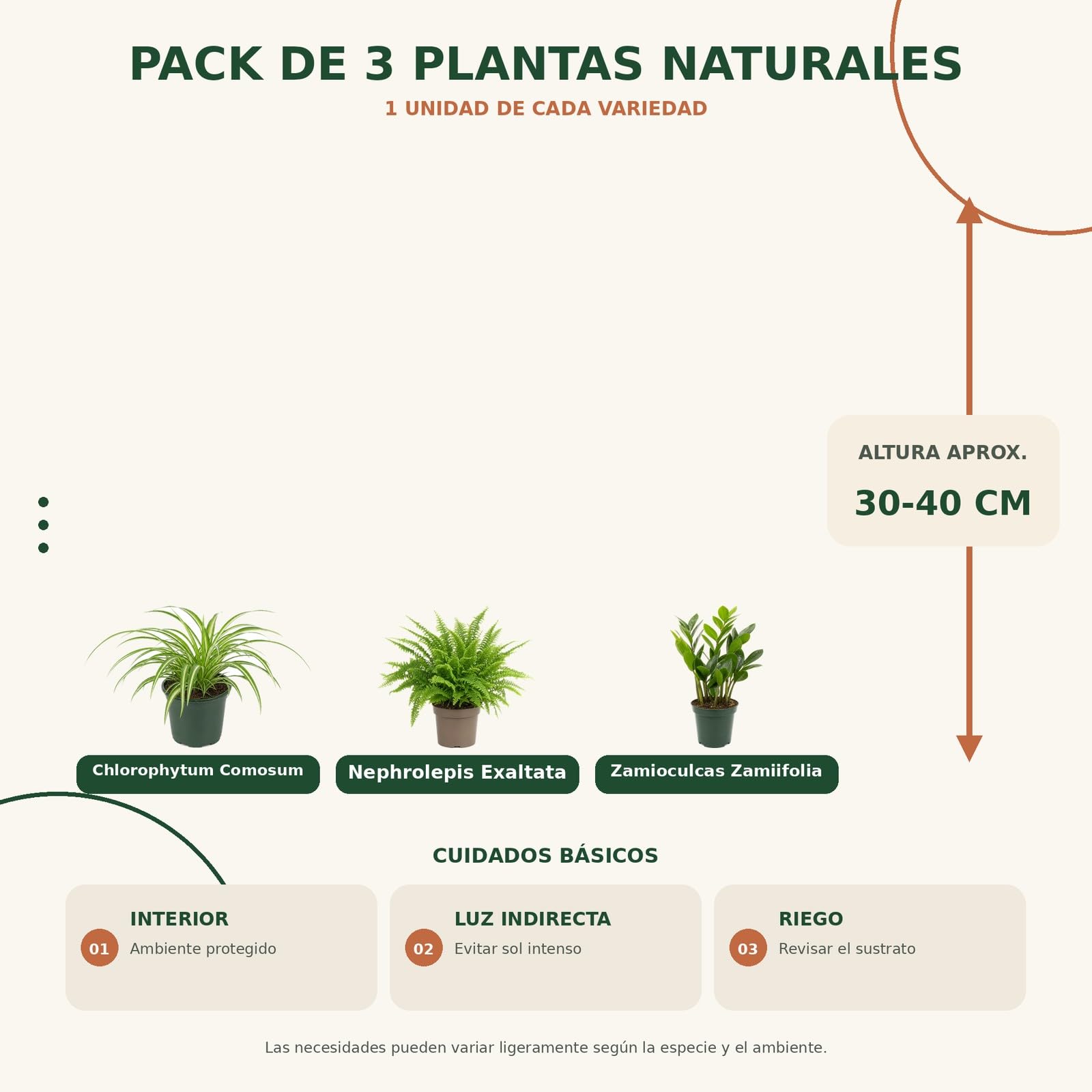 Cinta, Helecho de Boston y Zamioculca, Pack 3 Plantas de Interior DECOALIVE