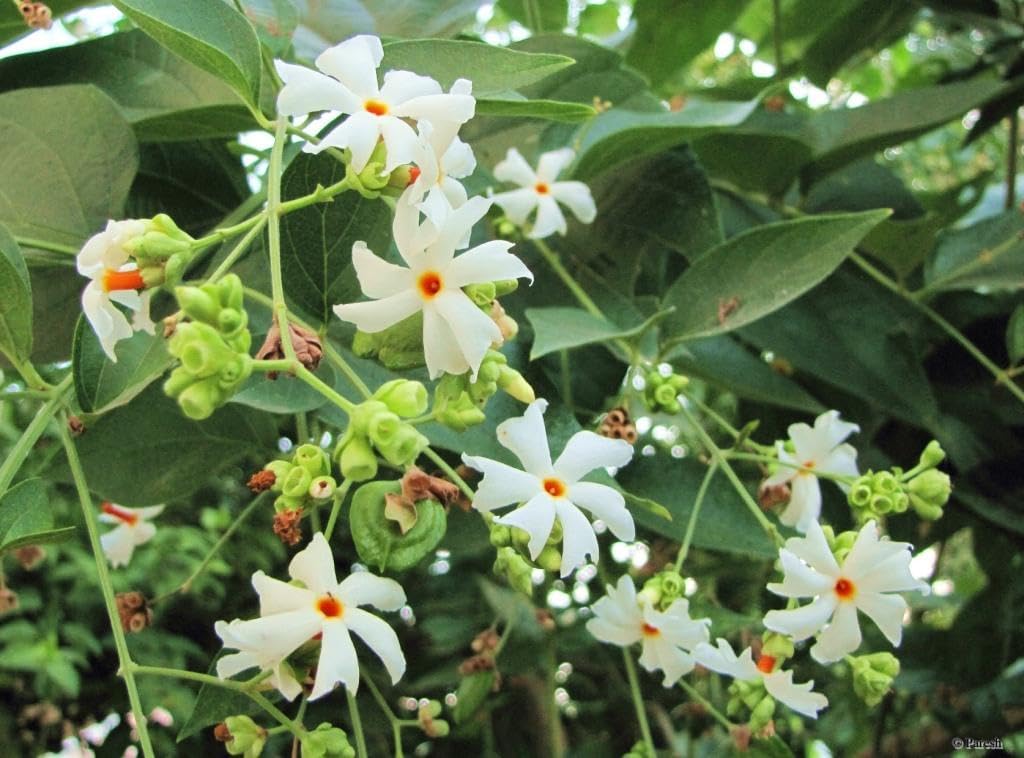 SEEDTREES Parijat/Harsingar Ka Podha | Parijaat live Plant | Night Flowering Jasmine | Pack of 1 | Plant in 4 inches Pack of 2 (B0CYQ9YGVF) Amazon Price History, Amazon Price Tracker
