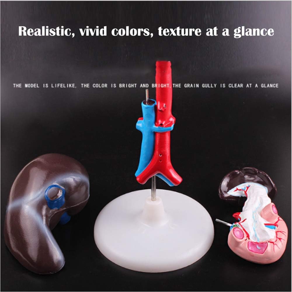 肝臓十二指腸膵臓モデル生物学的人間生理学的実験教育器具1:1人間臓器病理学的解剖モデル学校、教育用