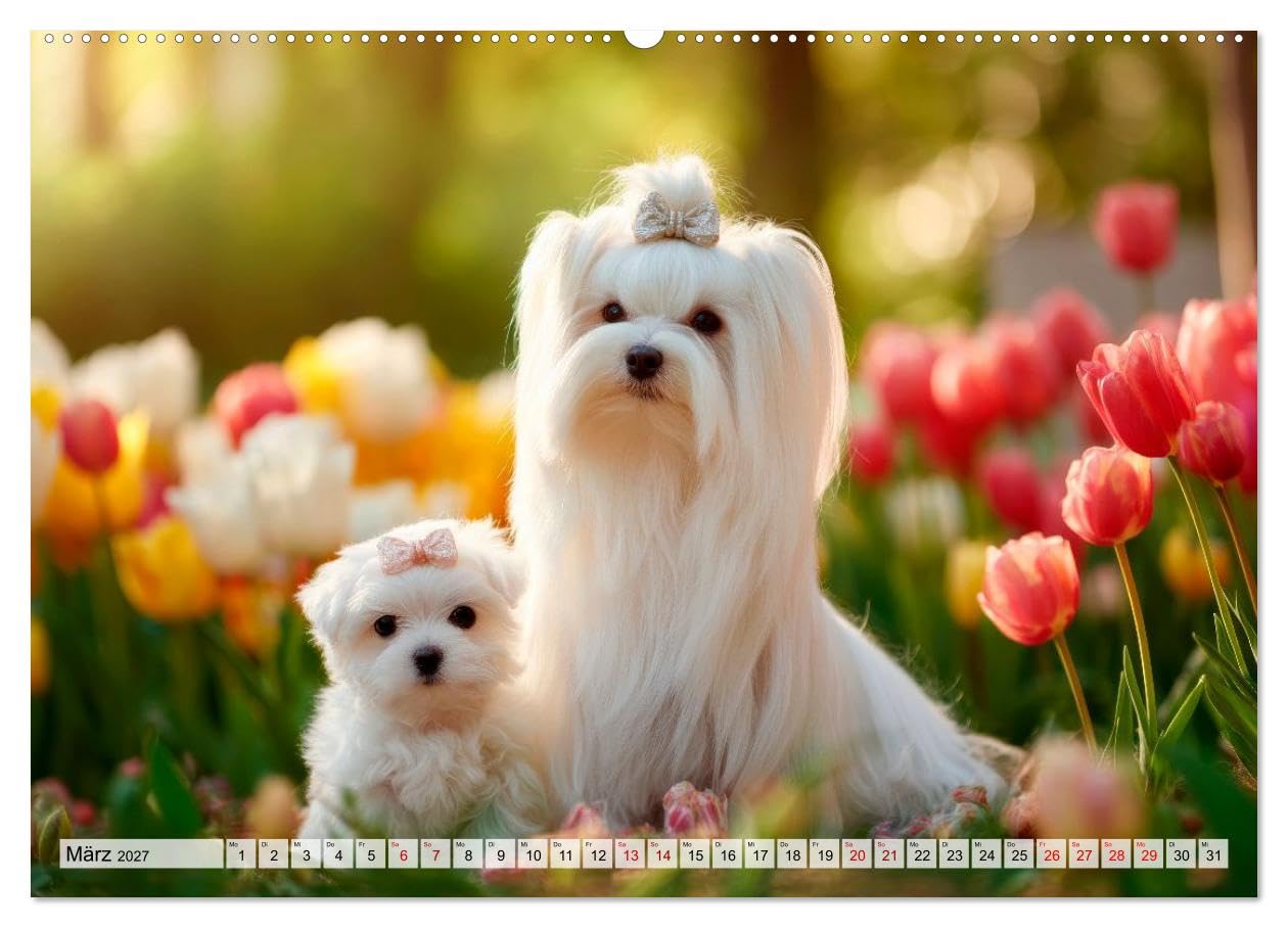 CALVENDO · Malteser - Hunde mit Herz und Charme (Kalender 2027) | DIN A2 Querformat · Wandkalender · Momente voller Anmut und Freude erleben