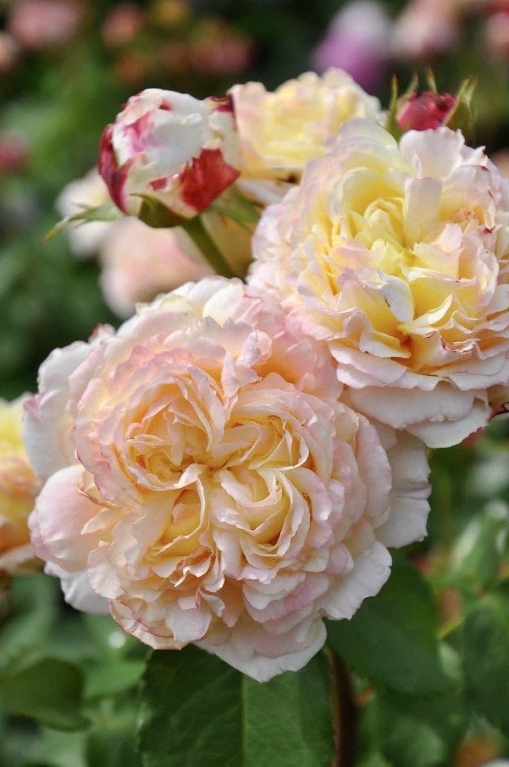 SVG® Climbing rose flower Seeds for your Home Gardening Pack of 70 to 60 seeds (CREAM) (B0D6R6D3SF) Amazon Price History, Amazon Price Tracker