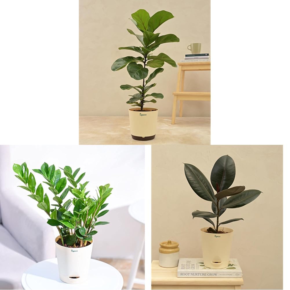 UGAOO Fiddle Leaf Fig Bambino Natural Live Indoor Plant - Large & Ugaoo ZZ Plant, Zamia Air Purifer Plant With Self Watering Pot (Zamioculcas Zamiifolia) & UGAOO Rubber Natural Live Indoor Plant-image-15