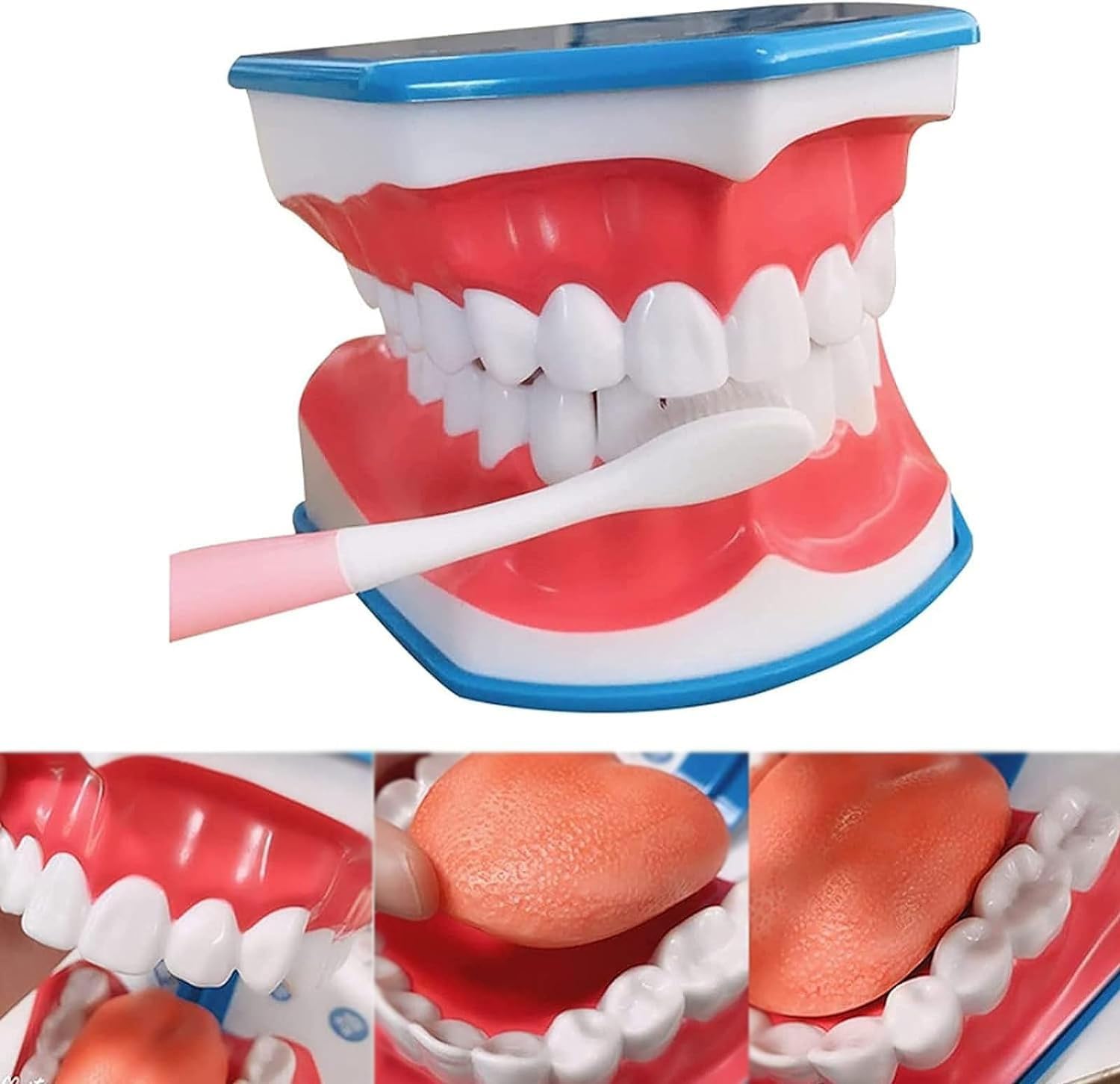 Anatomia Dei Denti Montessori – Kit Educativo Con Modello Dente, Mascella E Carte Nomenclature – Gioco Per Imparare L'Igiene Orale