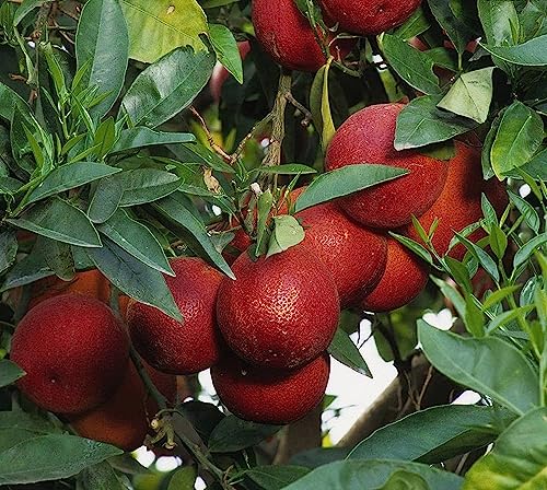 Image of GreenWorld Special Seedless Red Pati Lemon /Nimboo (Pack Of 1 / Guti Kolom) Live Plant,Healthy & Air Layered Plant,''Fruit After 3 to 6 Month''