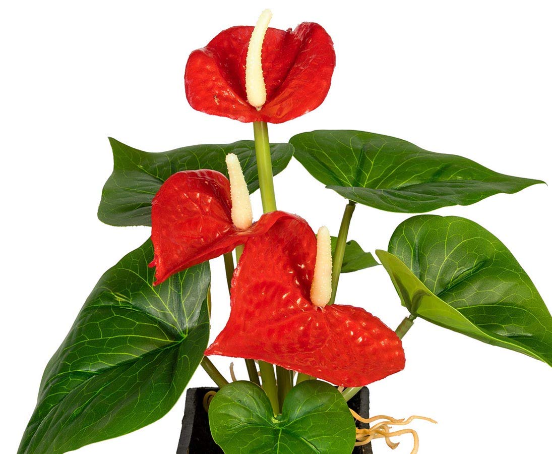 Amazon.de: Knstliche Flamingoblume Anthurie 20cm hoch mit roten Blten im  Topf - Kunstblume Anthurium Kunstpflanze rot blhend