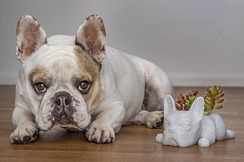 Miniatura 7 de Doggy Planter  French Bulldog Planter Gift Idea, Bar Decor, Table Decor, Plant Gift Idea, Cute Succulent Planter, any caninedogFrench bulldog and