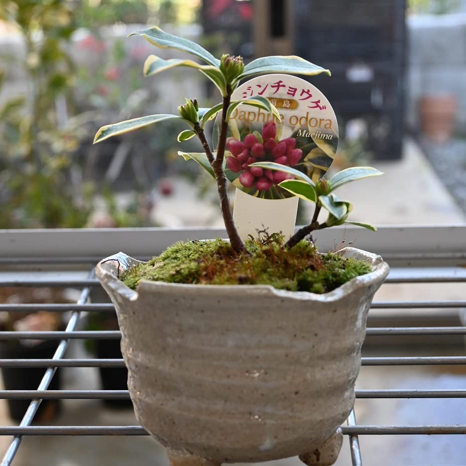 25.【現品 根付き】雷童錦　7.5㌢鉢 斑入り　黄色花 観葉植物 カポック（シェフレラ） 4号 斑入り ハンネ 16 Y イエロー