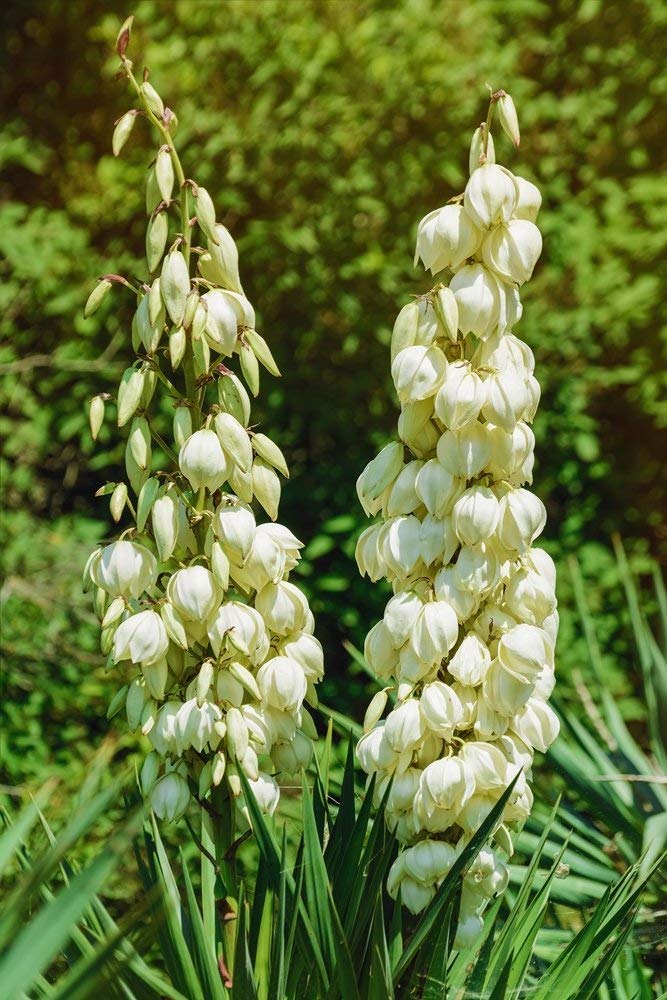 Yucca, Adam 's Nadel Samen - Fdige Palmlilie : Amazon.de: Garten