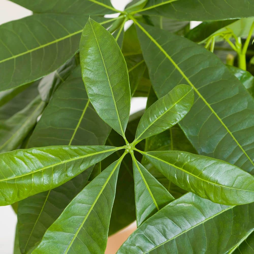 Plante verte - Plante d'intérieur - Pachira Aquatica - 100 CM - sans cache pot - Plante vivante et naturelles - Plante à Offrir - Déco maison - Cadeau Anniversaire