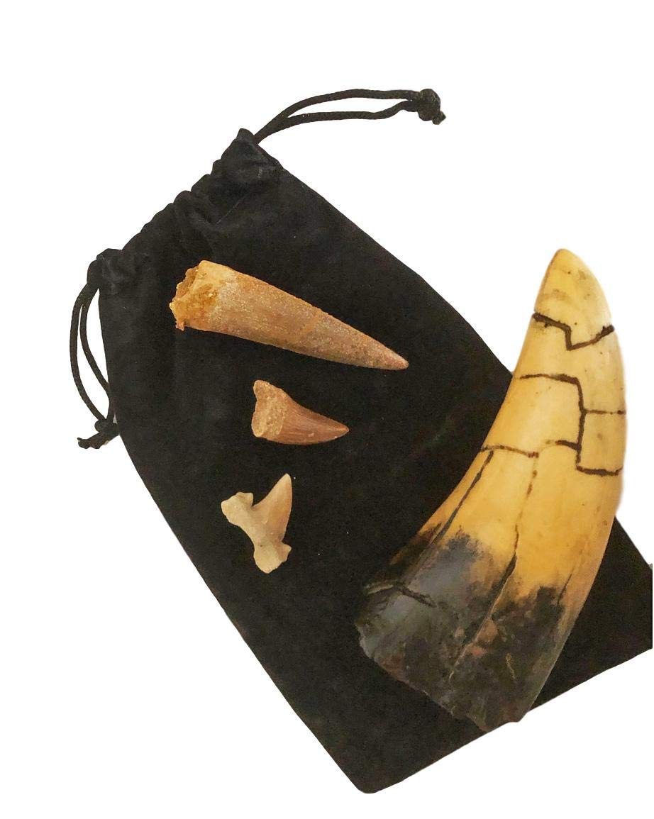 Fossil Tooth Gift Collection -Set of 4 - Real Mosasaur, Spinosaurus, Shark and T-rex Replica