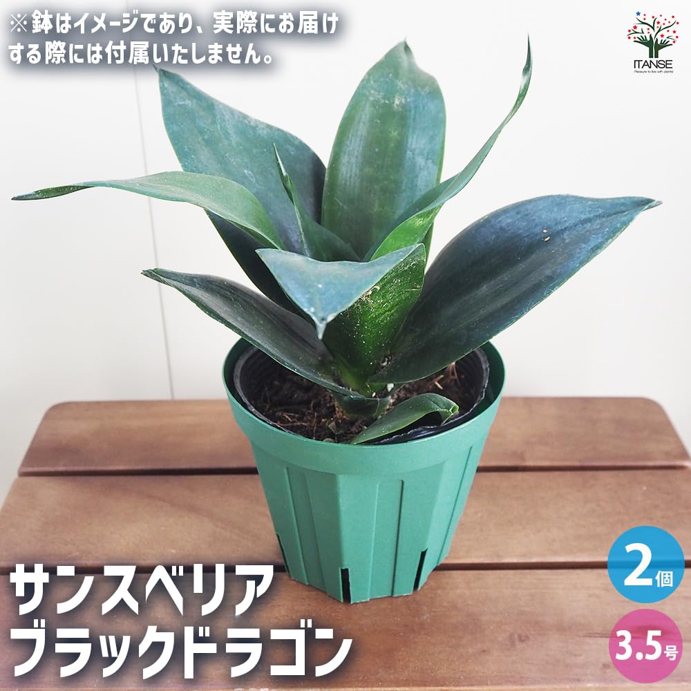 Amazon｜ITANSE サンスベリア ブラックドラゴン 3.5号 2個セット