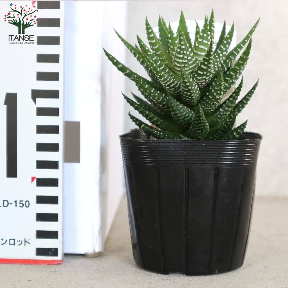 Amazon.co.jp: ハオルチア・スーパーファシアータ 3号ポット【品種で