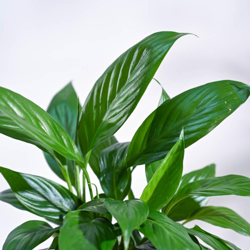 UGALOO Oyster Indoor Plants for Living Room | Live Plants | Plants with White Pot for Home & office | Air purifier plants | Plants for Home Decor (Peace Lily_01)