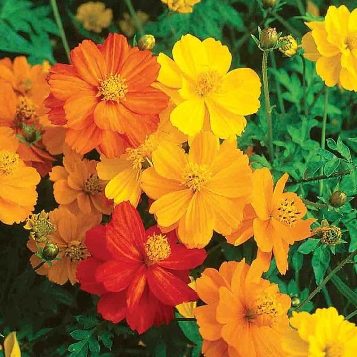 Cosmos Flower Seeds Mix, Yellow Orange Red Blooms, Garden Annual pack of 40plus-image-24
