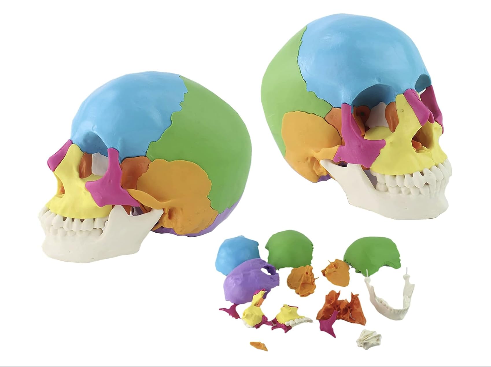 Cranstein Cranio per osteopatia | 15-22 pezzi | didattico | Studi e formazione medica | Modello di anatomia del cranio | Modello del cranio (multicolore, chiari)