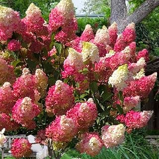 Hydrangea Plant Live Tree Dormant in Winter, Vibrant Color Bloom, 5-11" Well-Rooted Hydrangea Shrub Bush for House Planting Outdoor (White to Pink)