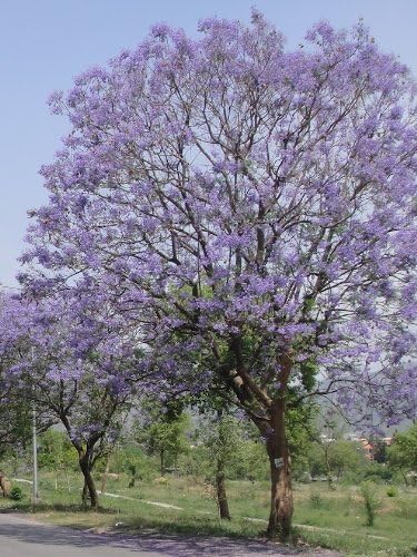 Miniatura 3 de Lote de 3 árboles de Jacaranda azules - Jacaranda mimosifolia - Tapones de arranque (Ver restricciones de estado)