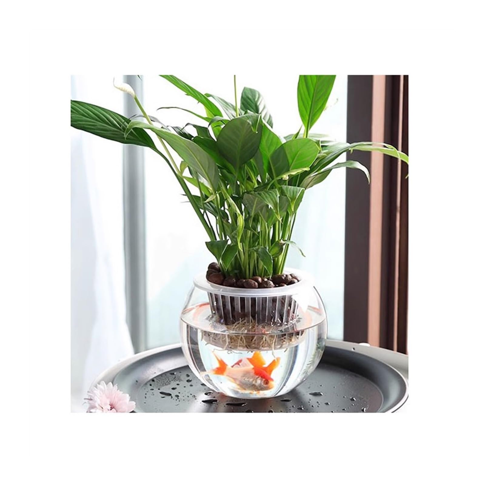 MNUvxzaewf Hydroponic Vessel Plant Glass Transparent Vase Water Fish Container Indoor(L)