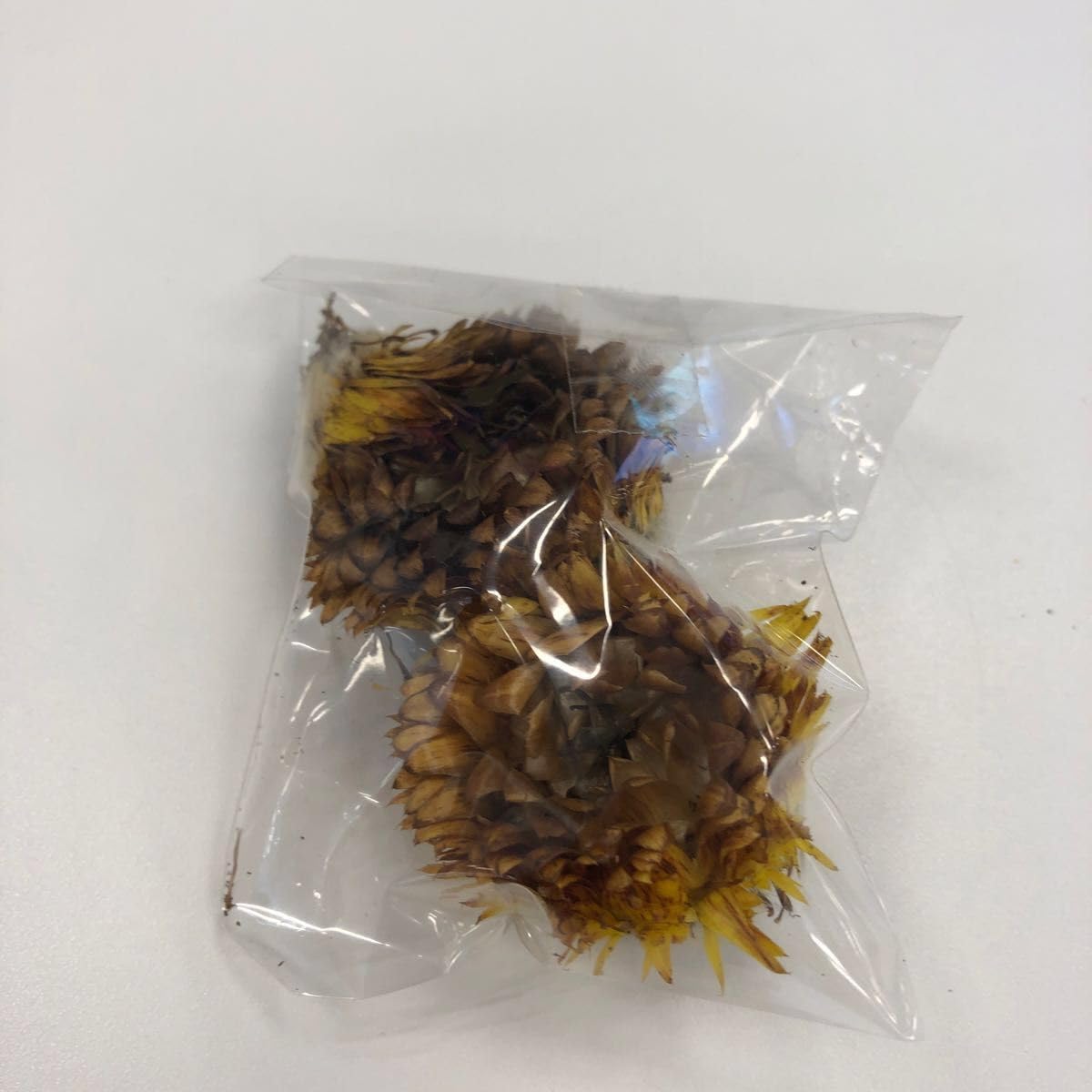 Amazon.co.jp: 黄色 ヘリクリサムタネ 種 ムギワラギク 麦藁菊の Amazon.co.jp: 黄色 ヘリクリサムタネ 種 ムギワラギク 麦藁菊の