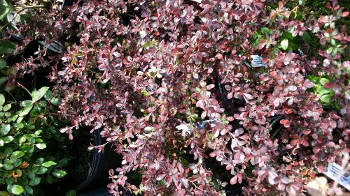 (1 Gallon) Rosy Glow BarberryGorgeous Colors of Burgundy, Green and Purple Foliage, Small