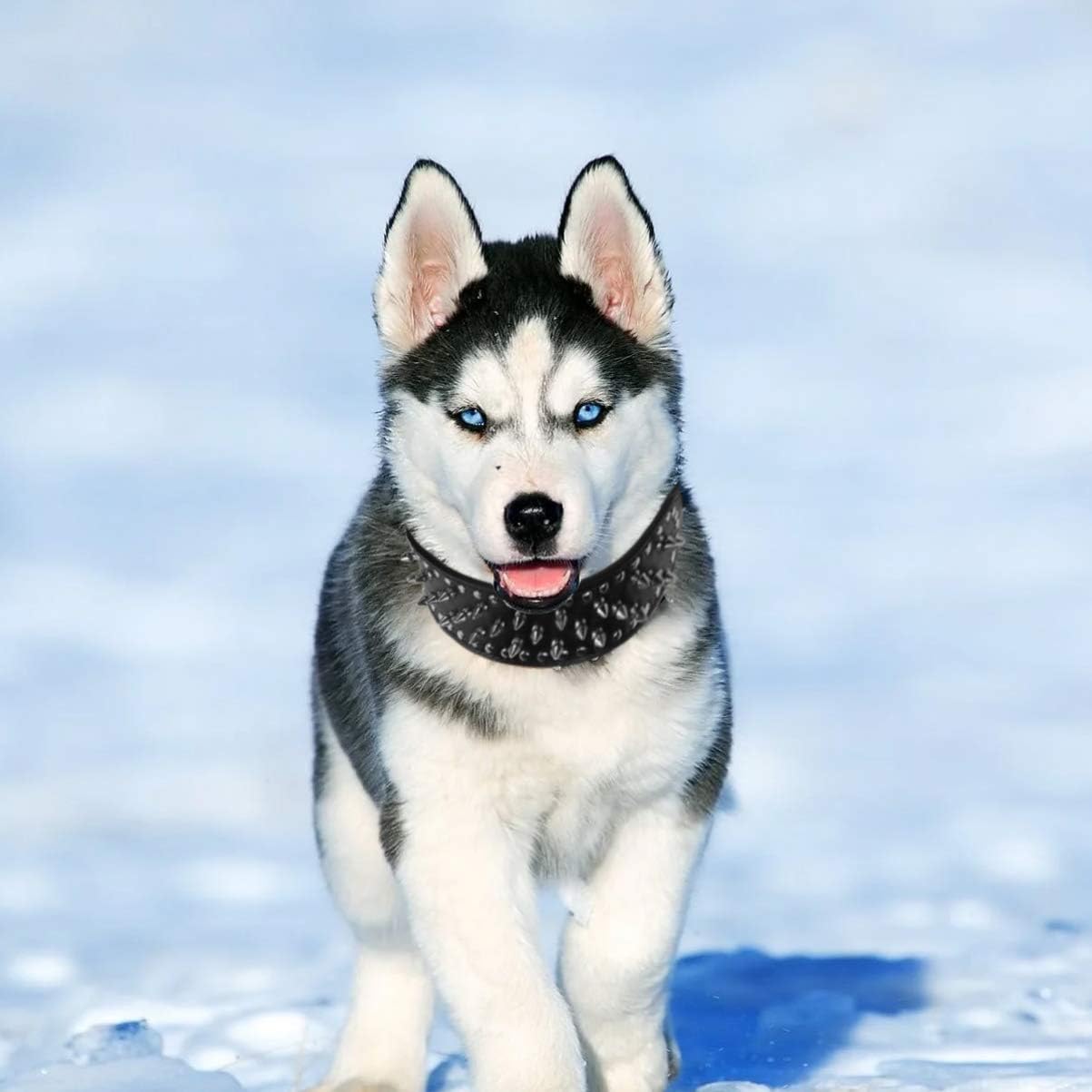 Amazon Ledmomo 犬 首輪 大型犬 かっこいい 犬訓練首輪 簡単着脱 調節可能 安全 通気 Ledmomo ベーシック首輪 通販