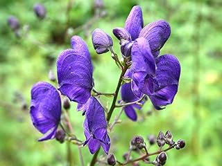15 Seeds Aconitum napellus Seeds, Monk's Hood, Aconite, Wolfsbane Seeds