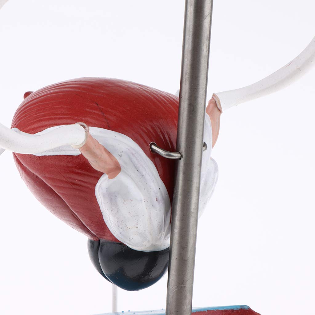 Professionelle Männliches Urogenital System Anatomisches Modell für Anatomie Lehrmittel Laborbedarf