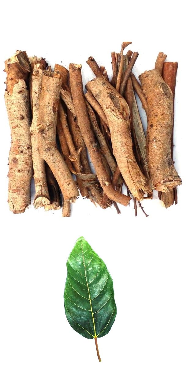 Li6 ®™ Gular Wood Stick for Havan 1 Kg - Gullar Ki Ped Ka Lakdi Puja AUR Hawan Ke Liye - Pure Dry Gular Wood-picture-19