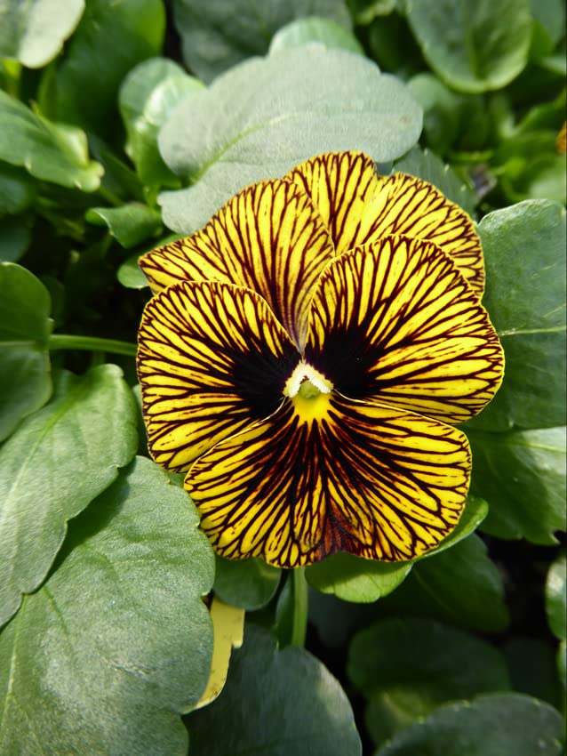 Viola Tiger Eye F1 15 Seeds