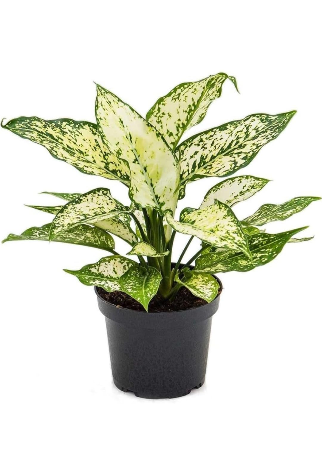HITANSHI WORLD Aglaonema Live Plant Snow White With Black Plastic Pot (B0CFFP5L92) Amazon Price History, Amazon Price Tracker