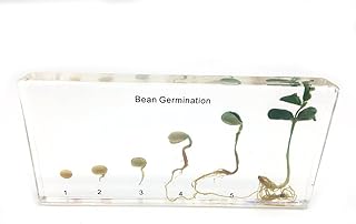 Bean Germination in Acrylic Block Lifecyle of Bean Biology Science Classroom Specimens (Bean Germination)