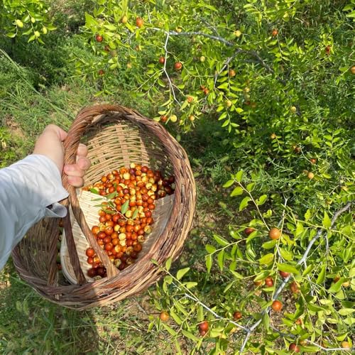 30 piezas Semillas de azufaifo   árboles frutales plantas decorativas semillas orgánicas Ziziphus jujuba   árbol de azufaifa   espaldera árboles frutales bonsai maceta Maceta de árbol