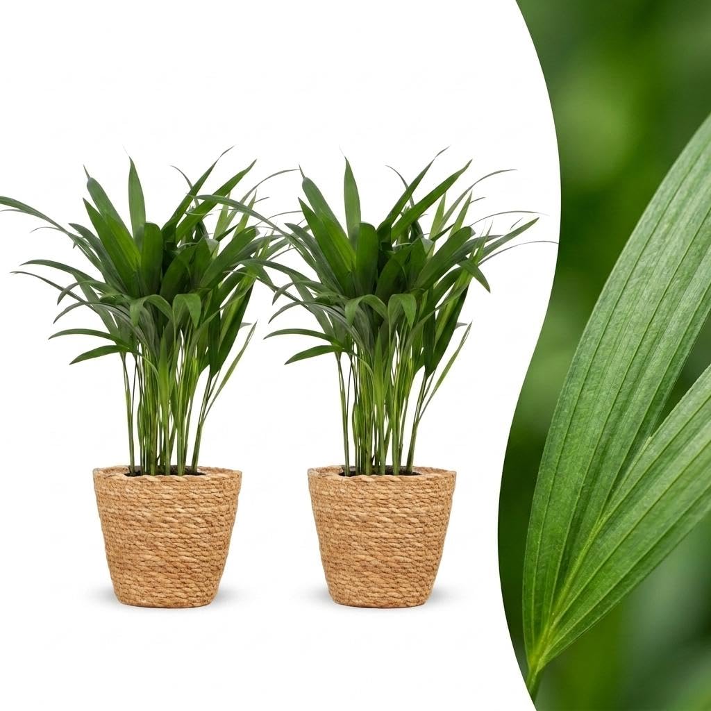 Areca Lutescens con Cesto Alga Marina, Set di 2, Vaso 12cm, Altezza 45cm