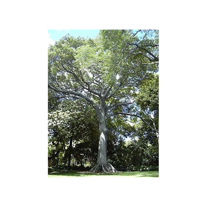 Buy Kapok (Silk Cotton Tree), Ceiba pentandra, Tree Seeds (Fast