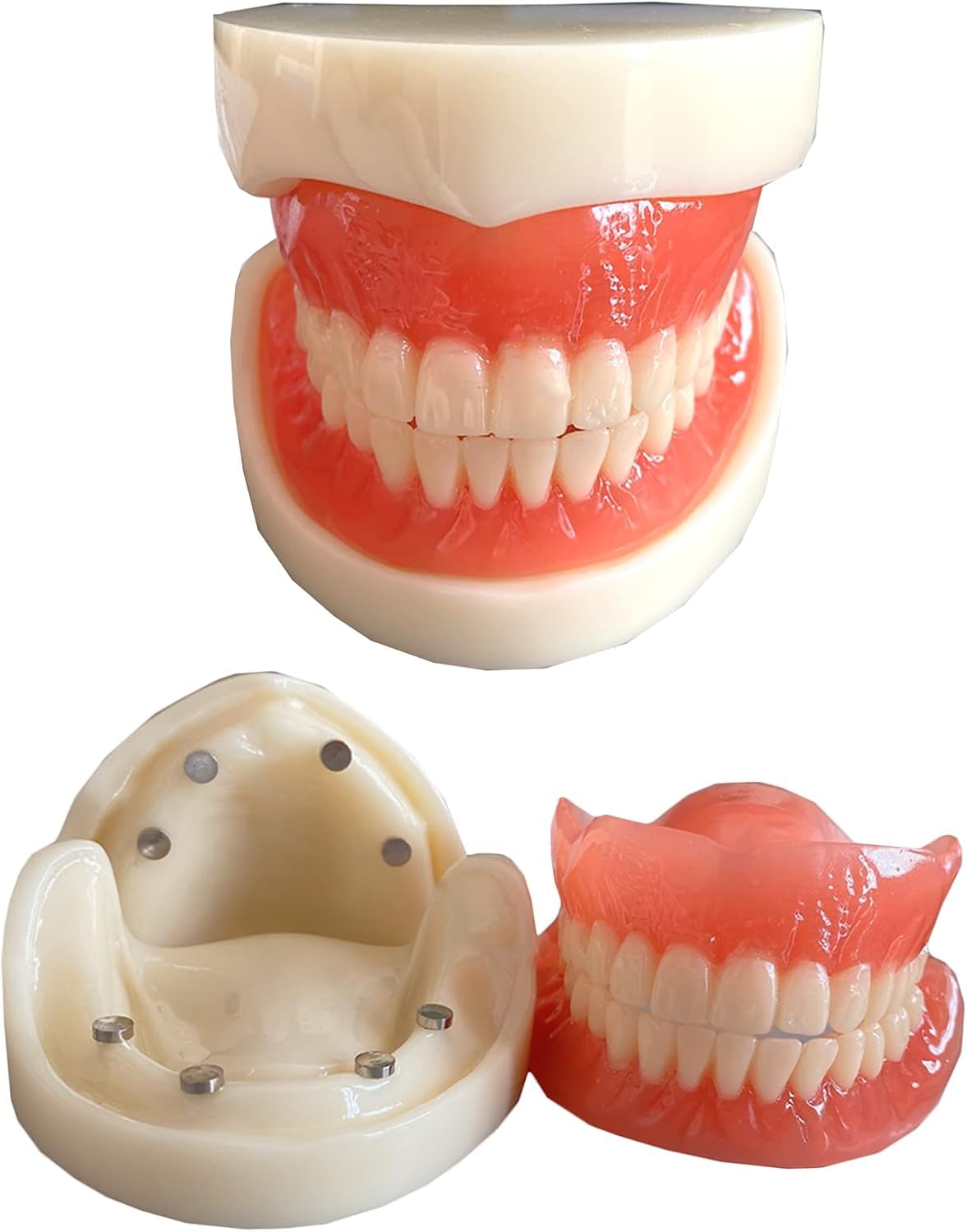 Model protthodontyczny dentystyczny - Model badania Pełna protezy magnetyczna adsorpcja Model zębów implantów - Model edukacyjny zębów zębów dentystycznych - do wykształcenia pacjentów