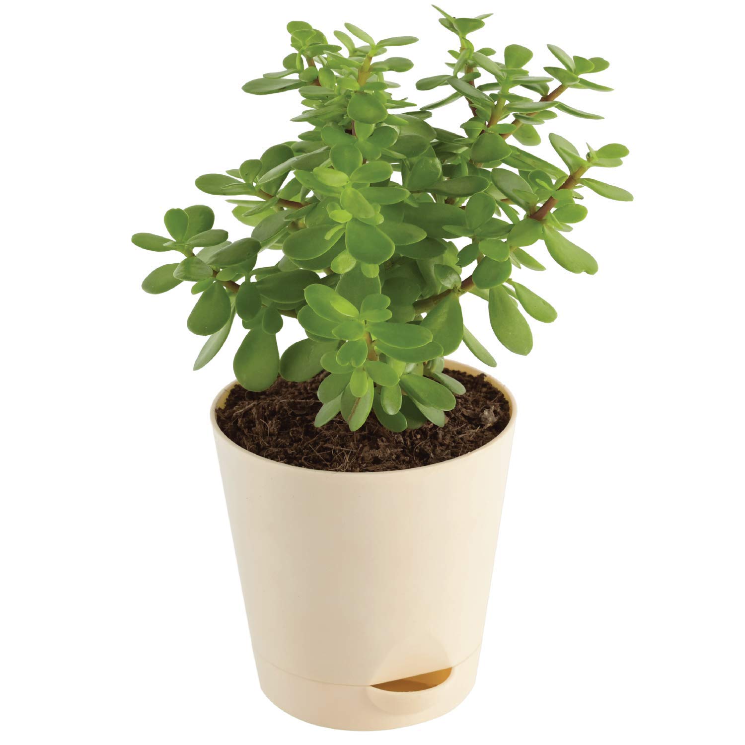 Urban Turtle® Jade Plant Good Luck with Self Watering Pot