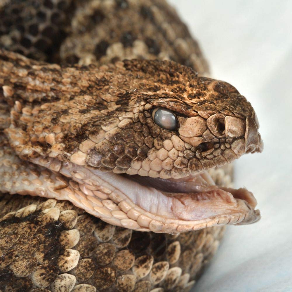 Carolina Perfect Solution Preserved Rattlesnake – 18