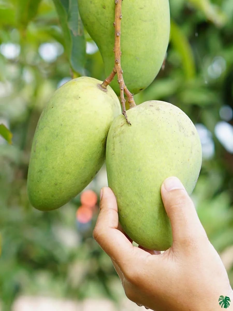 Golden Bloom Original Live Thai All seasons Baramasi All Time Katimon Mango Plant Grafted Tree Height 2 FT + (B0BQQNXB84) Amazon Price History, Amazon Price Tracker