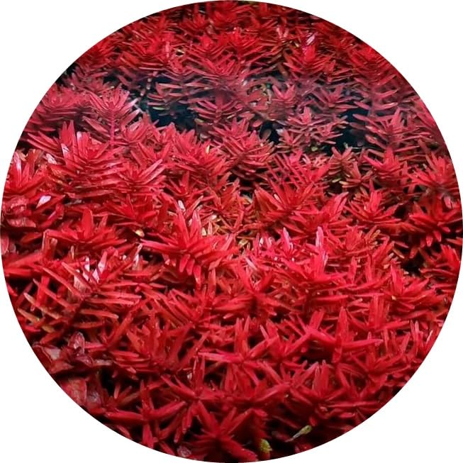 Rotala Blood Red in Vitro Live Aquarium Plant Red Green Colour Ideal for Aquascaping Tropical Freshwater Tanks K2aqua