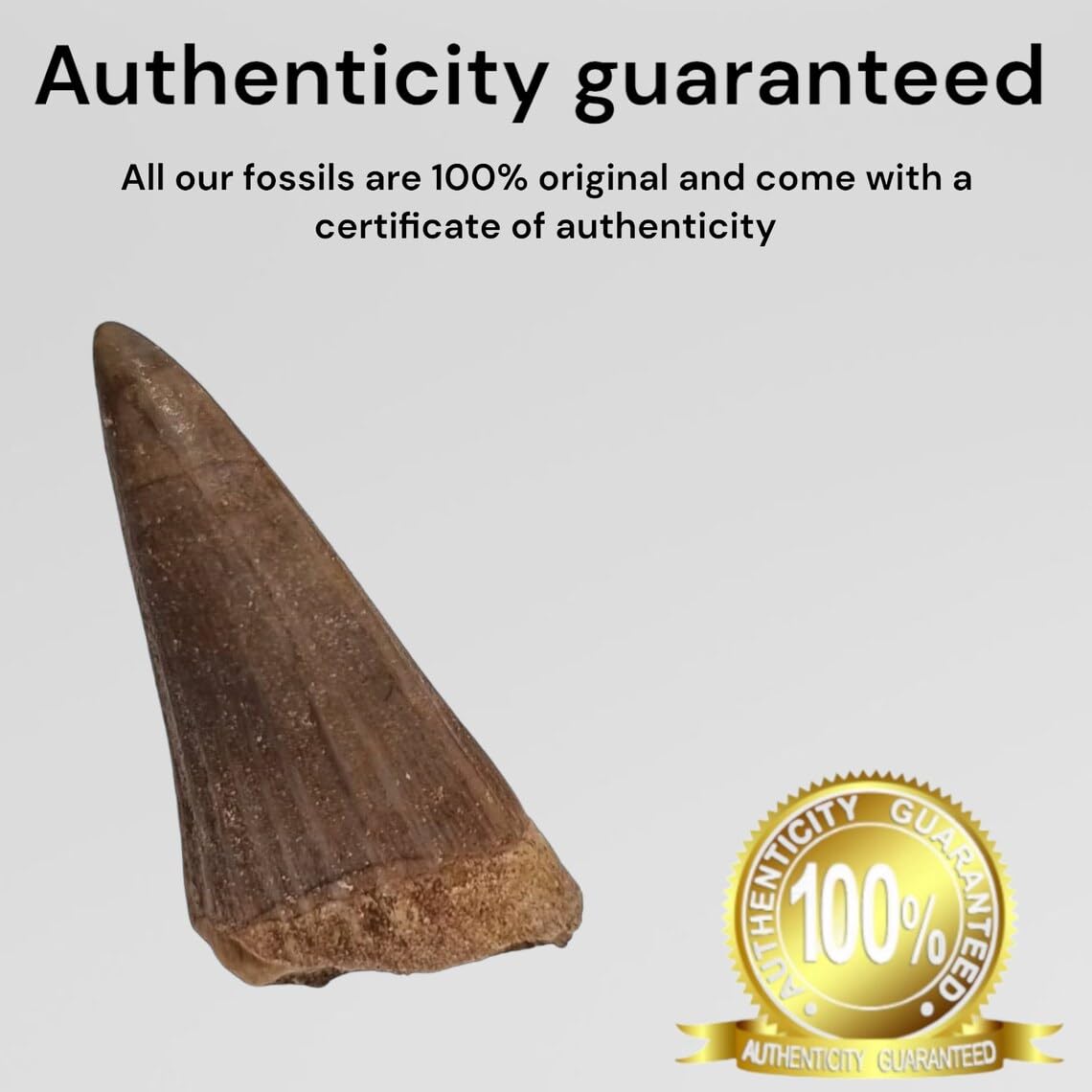 GreatGift® - 4 zęby mozazaura na wyświetlaczu - Zęby mozazaura z odpowiednimi informacjami - Dinozaur - Gad morski - skamielina
