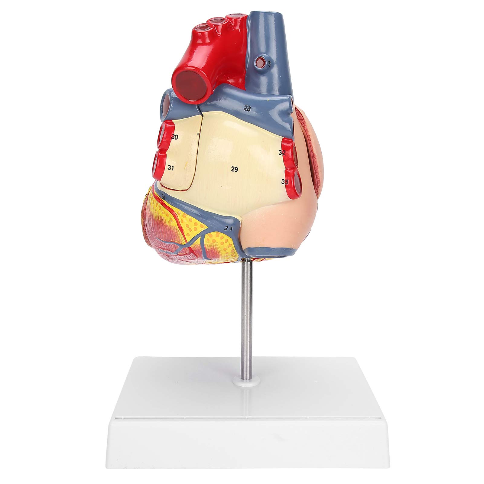 Yinhing 2X Dimensioni Reali Modello Cuore Umano Struttura Anatomica