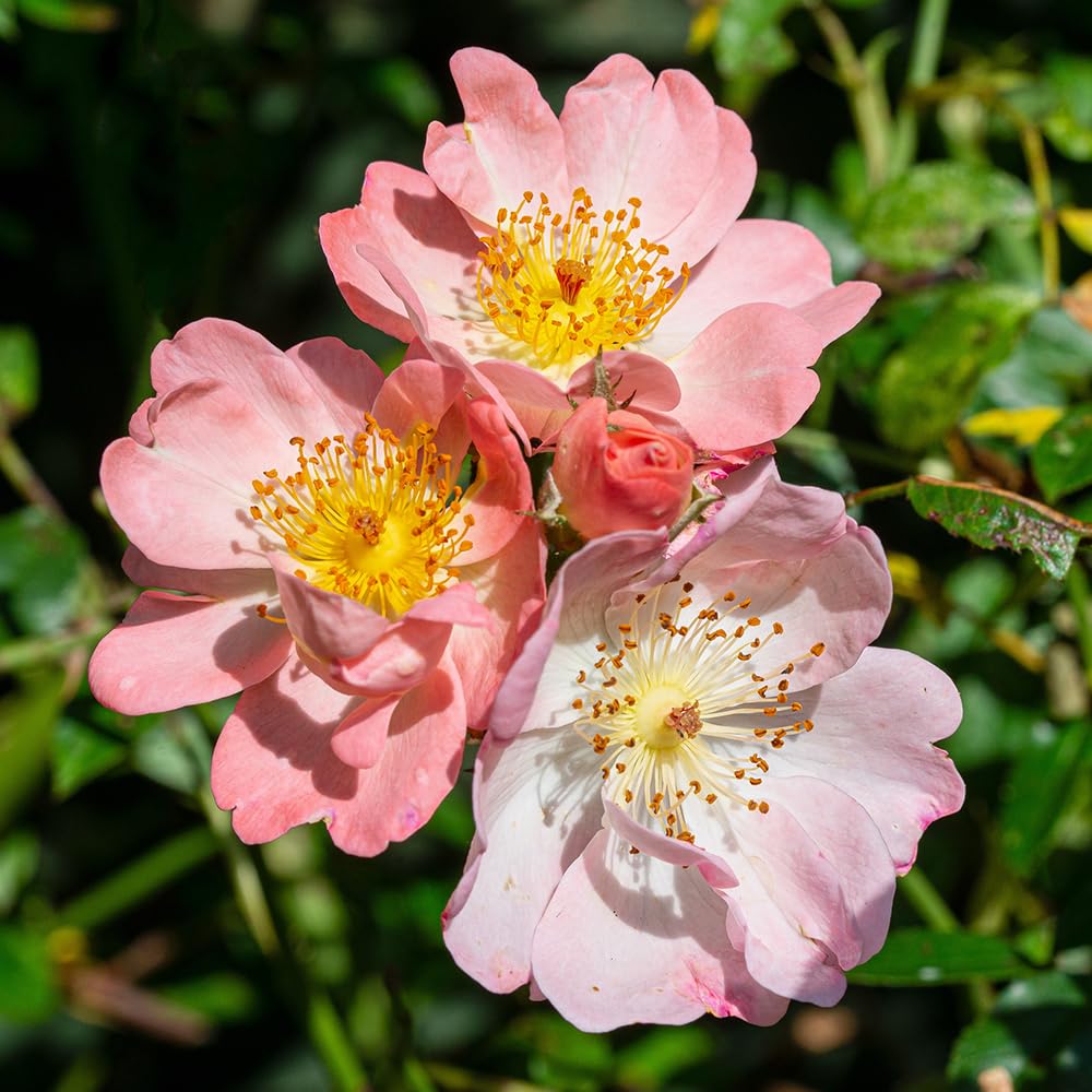 YouGarden Climbing Rose 'Open Arms', 1 x 4 Litre Pot, Climbing Rose, Ready to Plant, Pink Summer Flowering, Long Blooming Variety