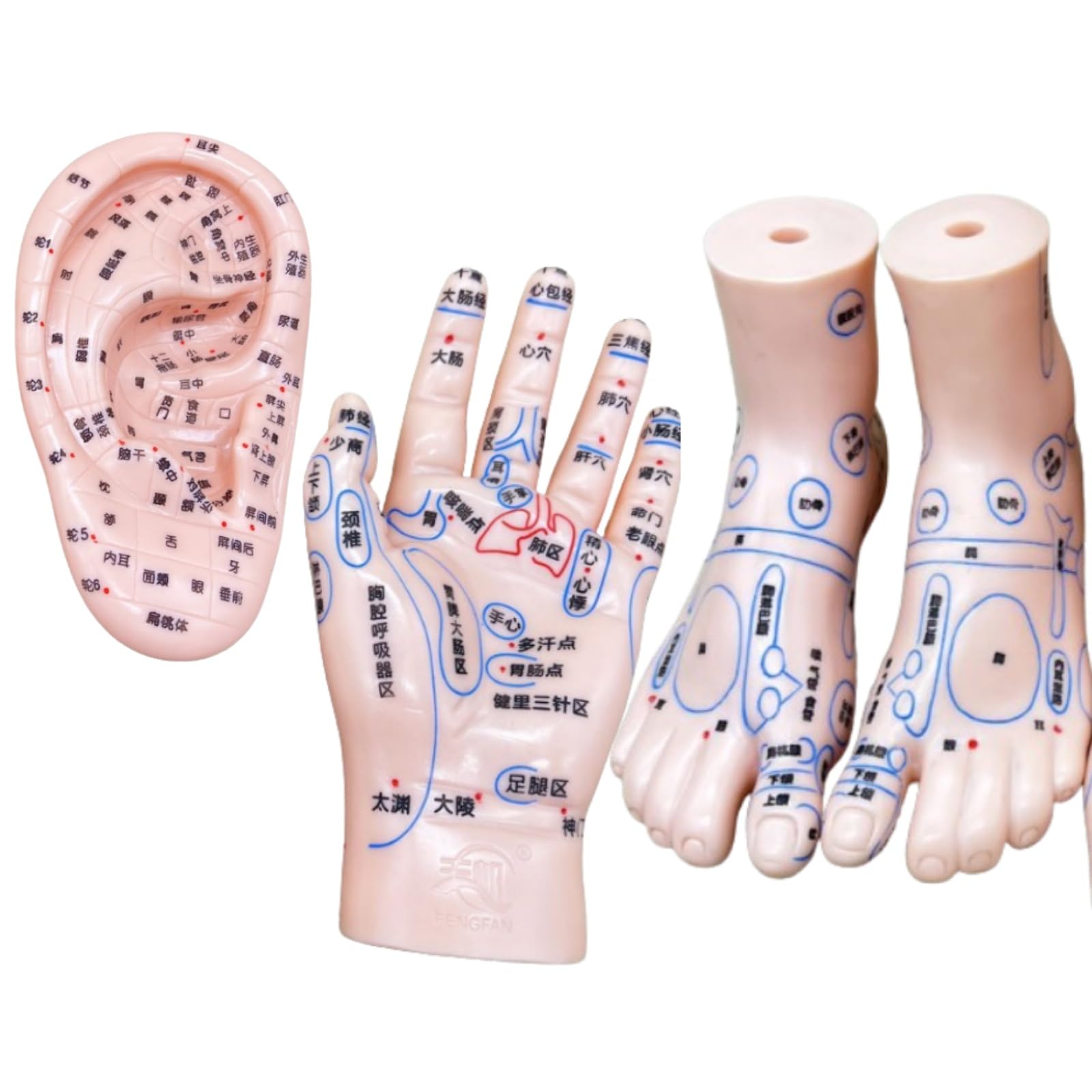 〇Od54 未使用保管品 鍼 ツボ モデル 手 耳 足 3点まとめ Amazon.co.jp: 4 アイテム 耳と手と足のツボモデル 耳ツボ 模型 手鍼